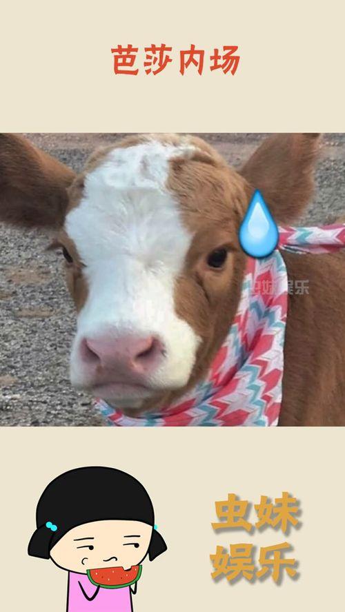 娱乐吃瓜酱布丁是只喵,揭秘网红喵星人的魅力人生